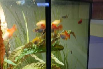 Aquarium + meuble + plantes + poissons.