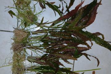 plantes cryptocoryne et valisneria.