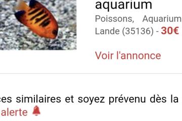 Loriculus