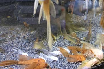 Ancistrus a voile divers