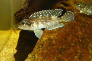 Lamprologus meleagris