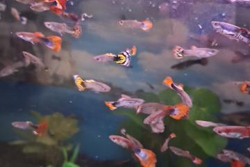 Vente de guppy
