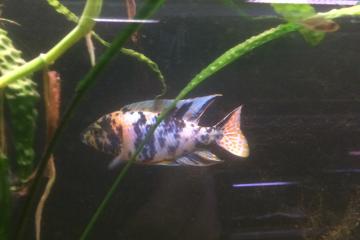 cichlidés