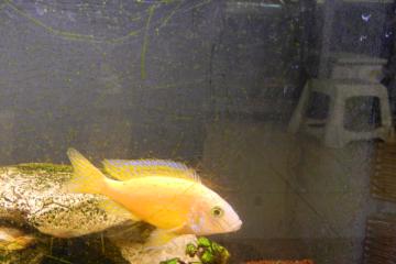 cichlidés