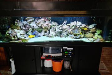 Aquarium complet de cichlidés