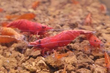 Neocaridina sakura extra red