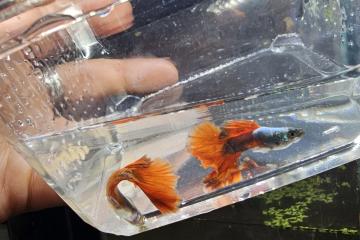 Guppy Halfmoon Platinium Full red
