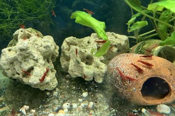 Crevettes néocaridina Bloody Mary
