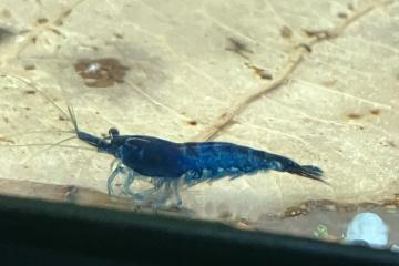 Crevettes neocaridina Blue Velvet