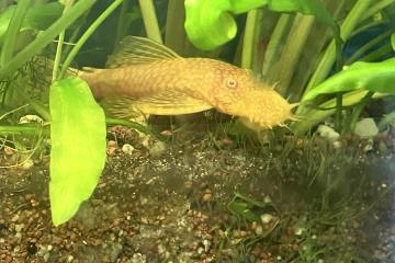 Poissons Ancistrus albinos et classique