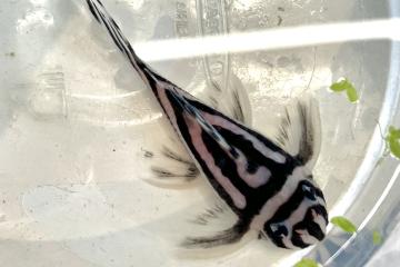 Poisson zébré L046