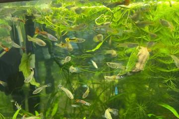 poisson guppy