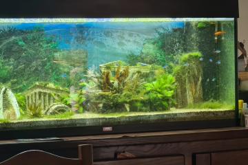 Vends Aquarium Juwell 250 L + meuble + poissons