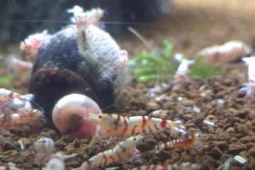 Caridina cantonensis