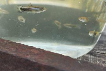 Jeunes guppys
