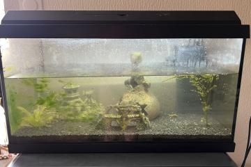 aquarium 60 L TOUT équipé avec deux poissons