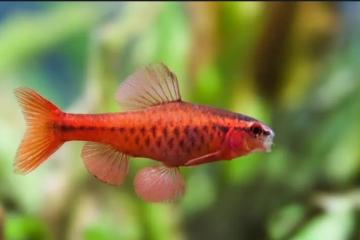 Barbu cerise