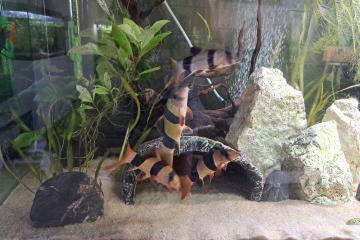 Botia clowns macracantha macracanthus