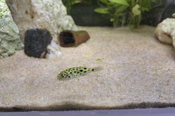 Tetraodon nigroviridis