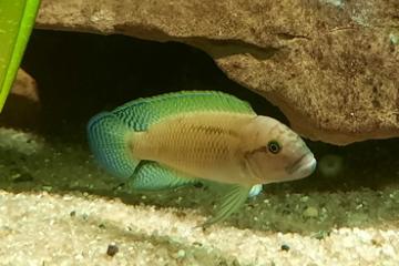 Cichlidés du lac Tanganyika