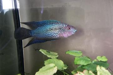 Don cichlide