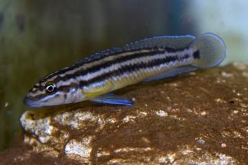 Julidochromis ornatus