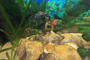 Jeunes Julidochromis ornatus lac Tanganyika