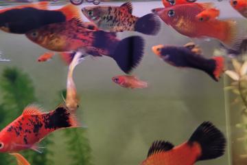 Platy