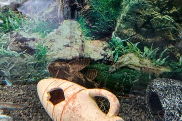 pleco leopard