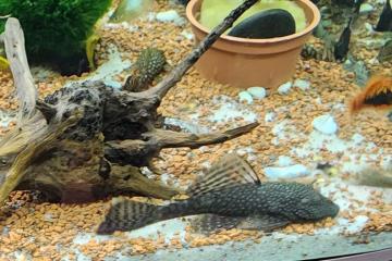 poissons d'aquarium