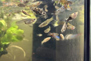 Guppies
