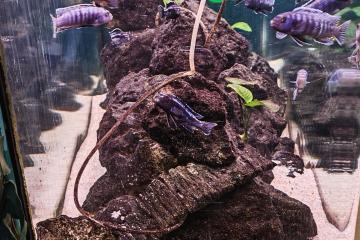Aquarium 360l complet