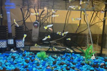 Guppys