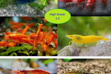 Crevettes Neocaridina Davidi
