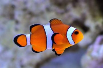 Amphiprion ocellaris