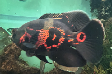 Vends ou échange Astro Oscar, Gourami et Metynnis