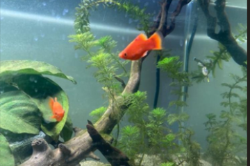 guppy, platy