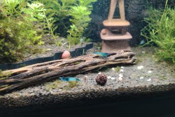 Neocardinas blue velvet