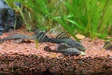 Ancistrus