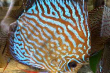 Discus disponible