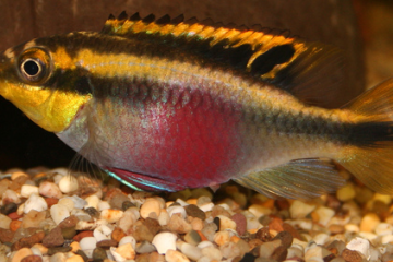 Pelvicachromis pulcher