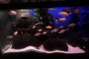 Aquarium 578 l plus décante