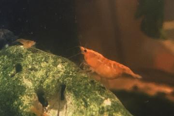 ot de 10 crevettes Davidi orange foncée avec frais de port