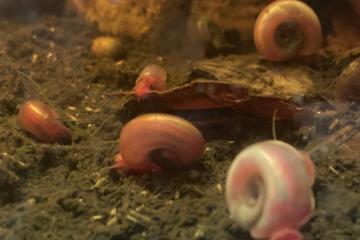 10 ESCARGOTS AQUATIQUES PLANORBES ROSES avec FRAIS DE PORT