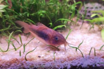 corydoras aeneus