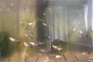 Guppy