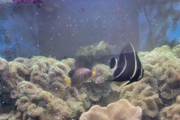 Poisson marin