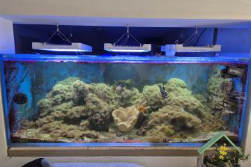 aquarium marin