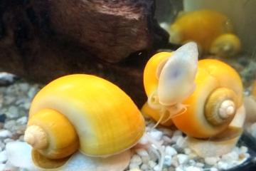 Escargots magnifiques Ampullacea Lila,et jaunes