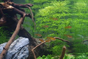 12 Tétra amande (Hyphessobrycon Amandae)